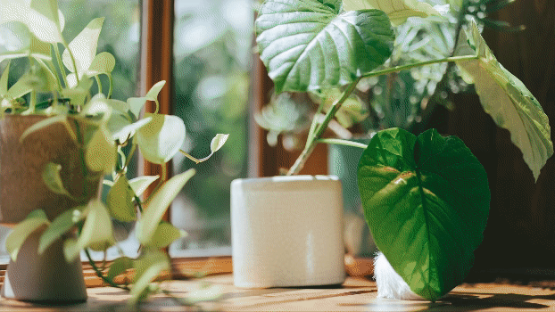 けさぱさふれんず | 公式サイト