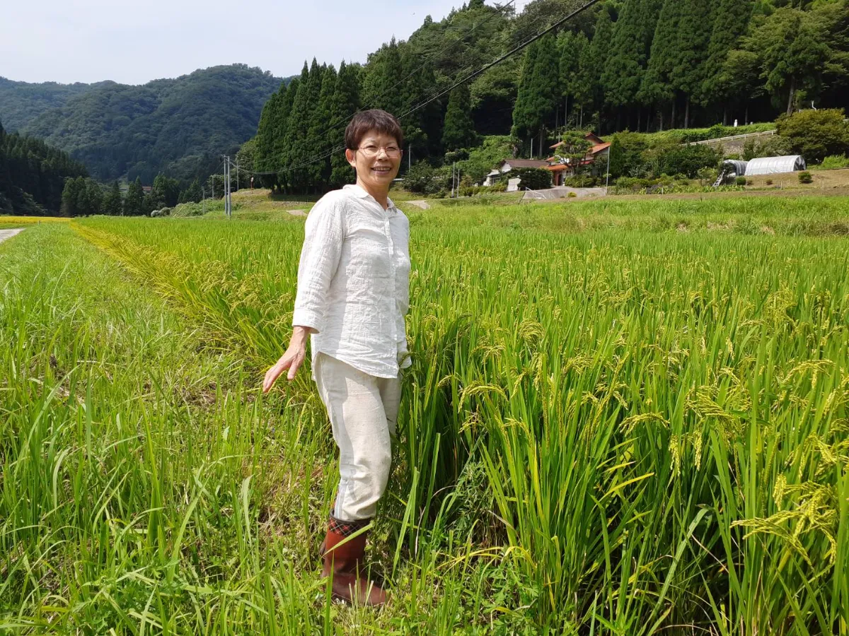 お米こめ 決まりました♪令和6年 米 こめ お米 おこめ①