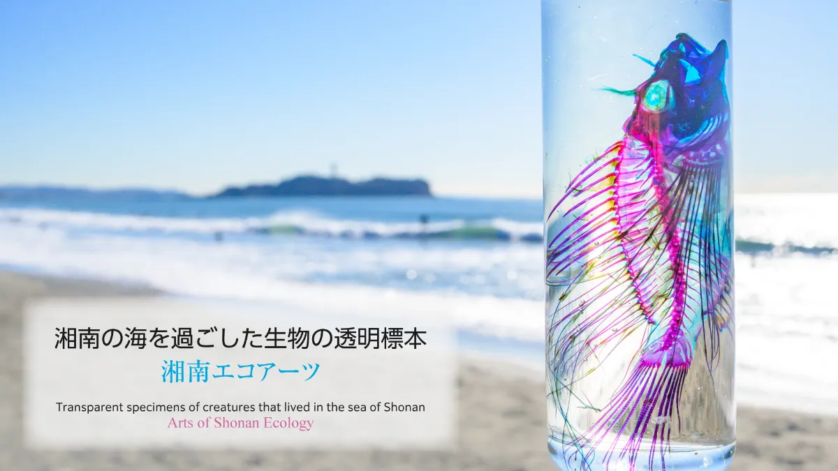 湘南の海を過ごした生き物の透明標本 | 湘南エコアーツ
