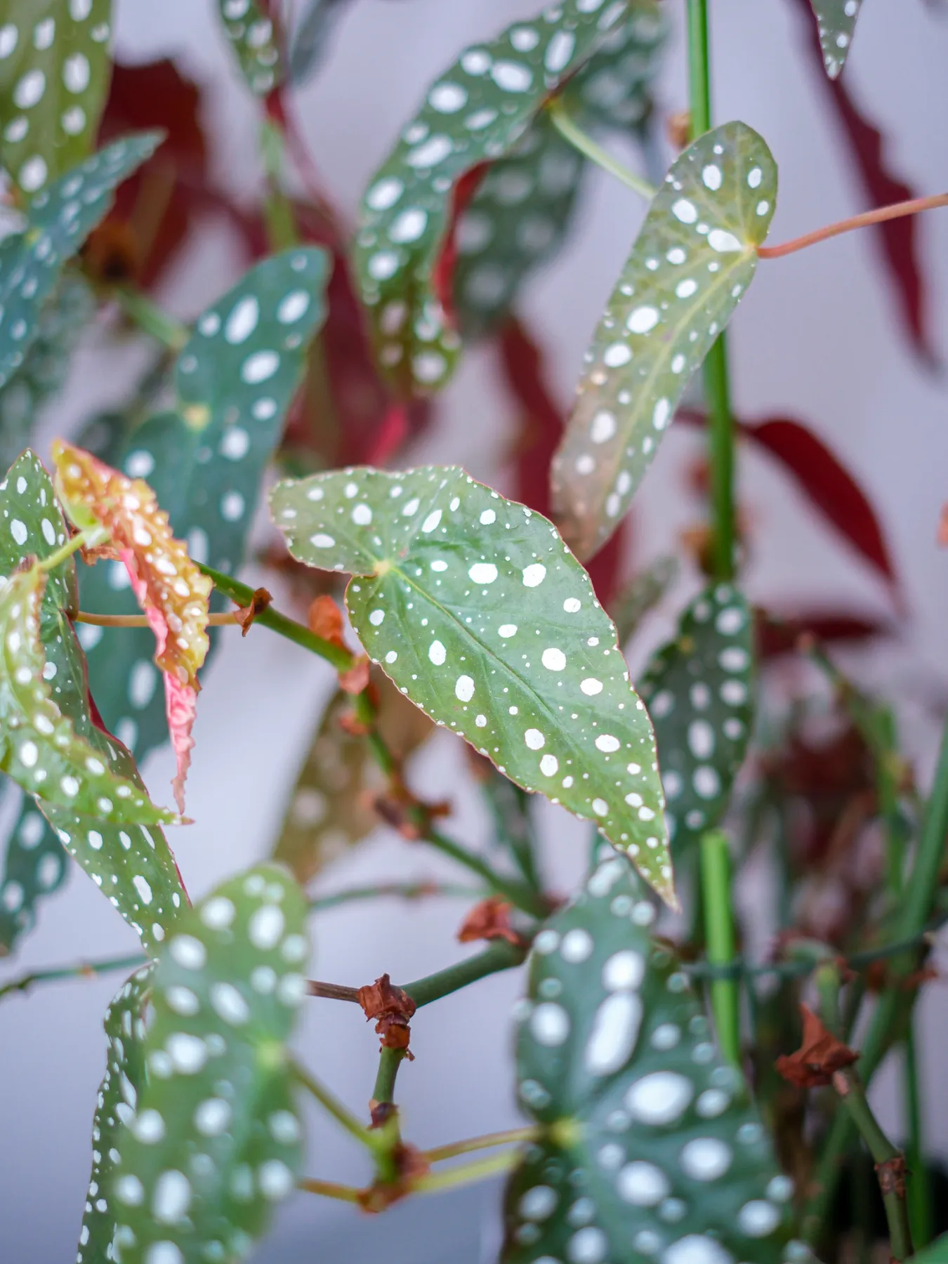 私が愛する、花と植物 | PAY ID MAGAZINE