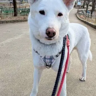 ルー