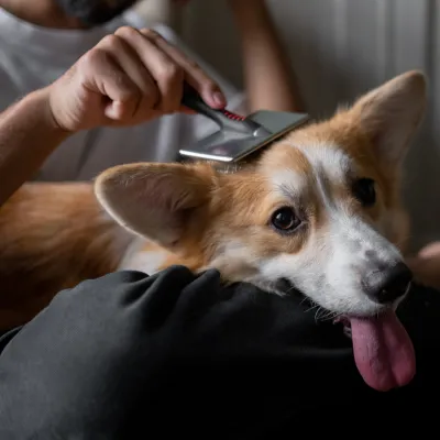 トリミング中の犬