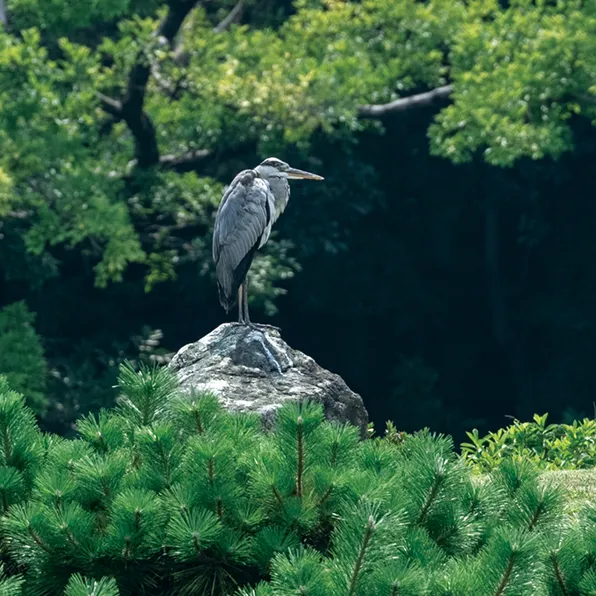 中の島