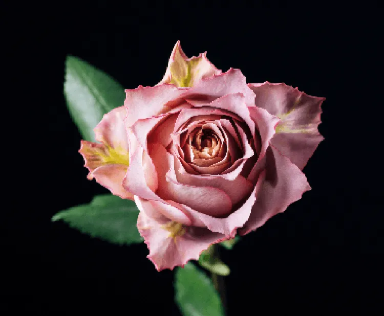 フリーズドライフラワー｜ギフト専門店｜Next Level Flowers Japan