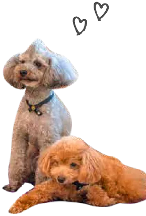 犬