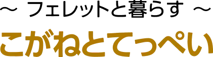 フェレットと暮らす「こがねとてっぺい」