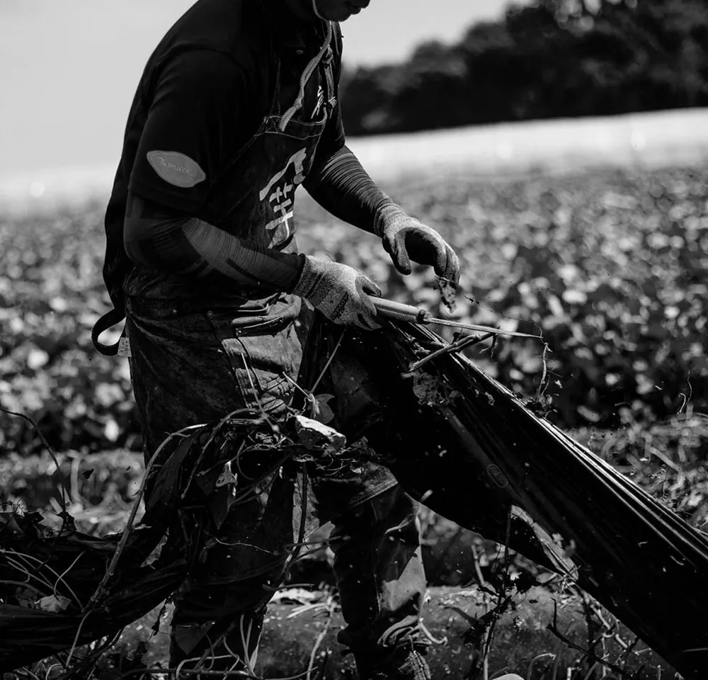 ほしいも 熟成干し芋 達磨庵 オンラインショップ / 初めての熟成ほしいも