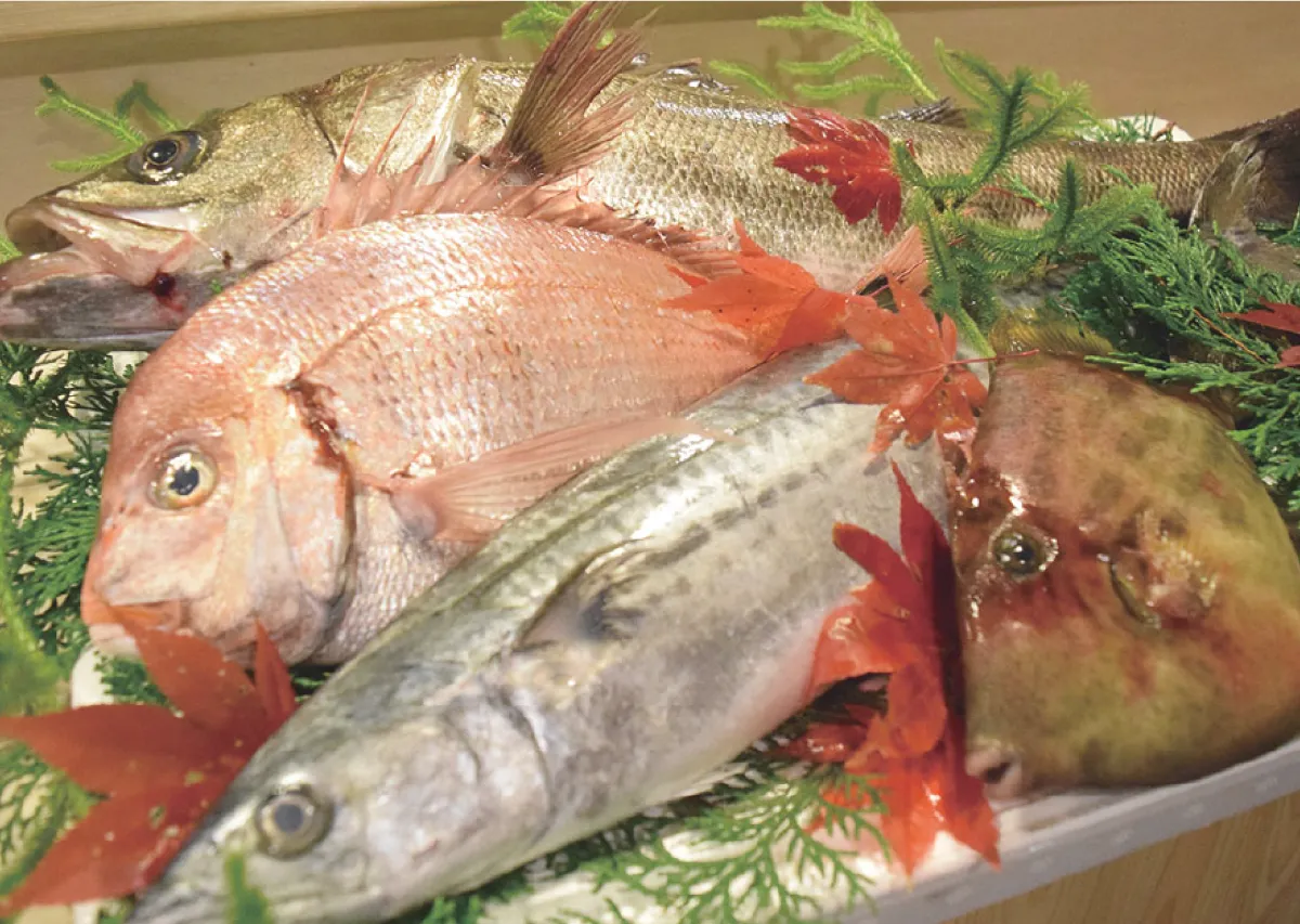 公式】瀬戸内さかな｜瀬戸内・広島の美味しいを届ける