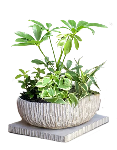 料金 プラン説明 観葉植物のレンタル リース Forest フォレスト