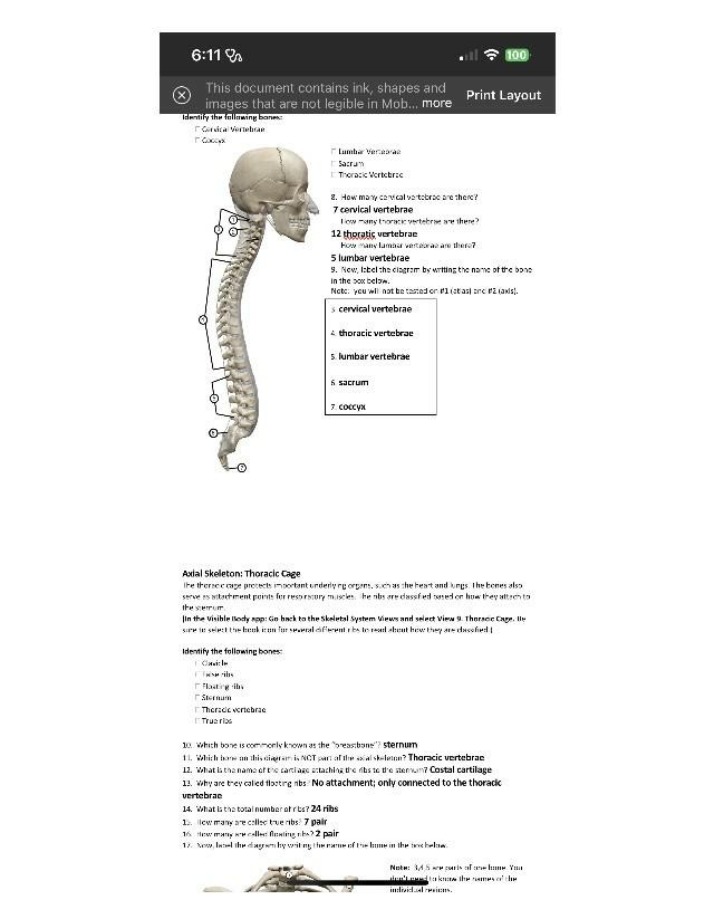 Axial Skeleton - Cervical, Thoracic, and Lumbar Spine
