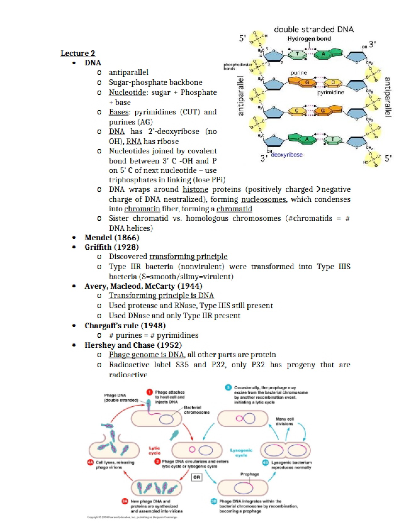 Second Lecture on Cell Biology