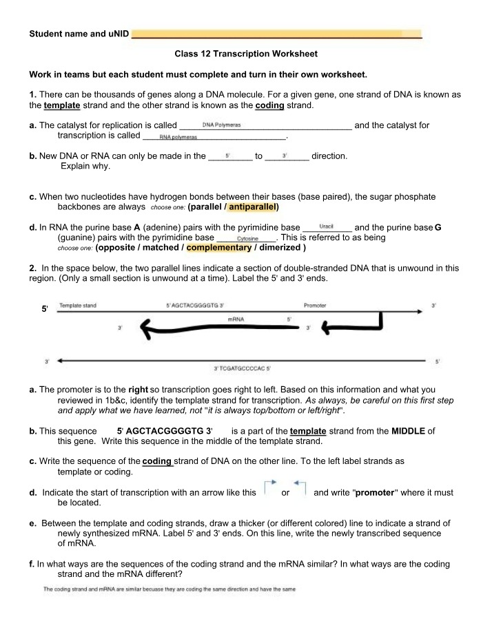 DNA Replication and Transcription
