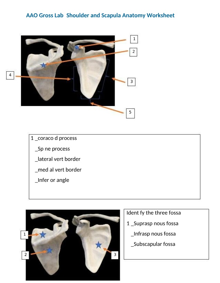 Worksheet for Shoulder and Scapula Anatomy