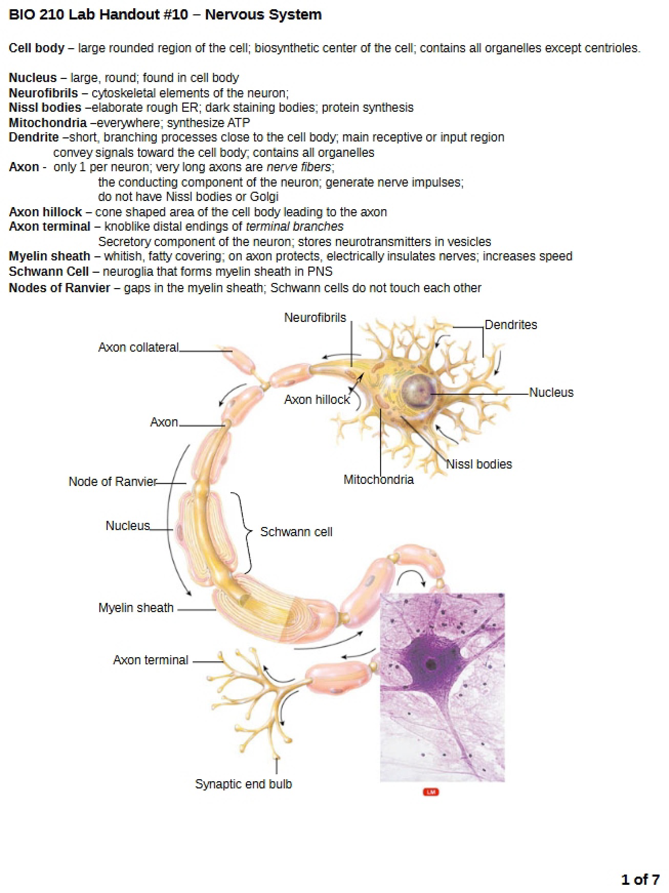 System of Nerves