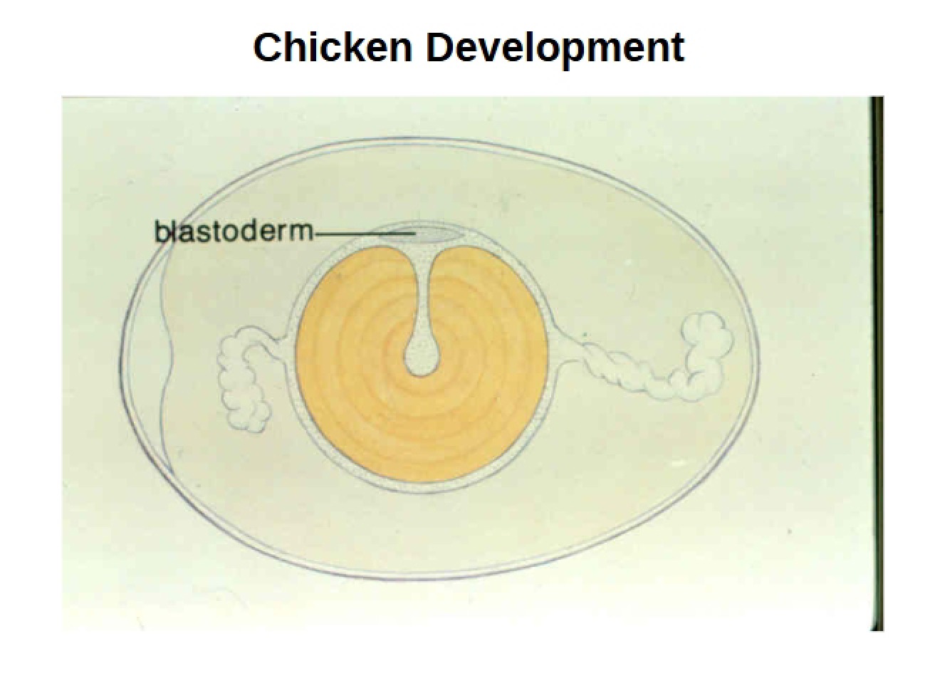 Development of Chickens