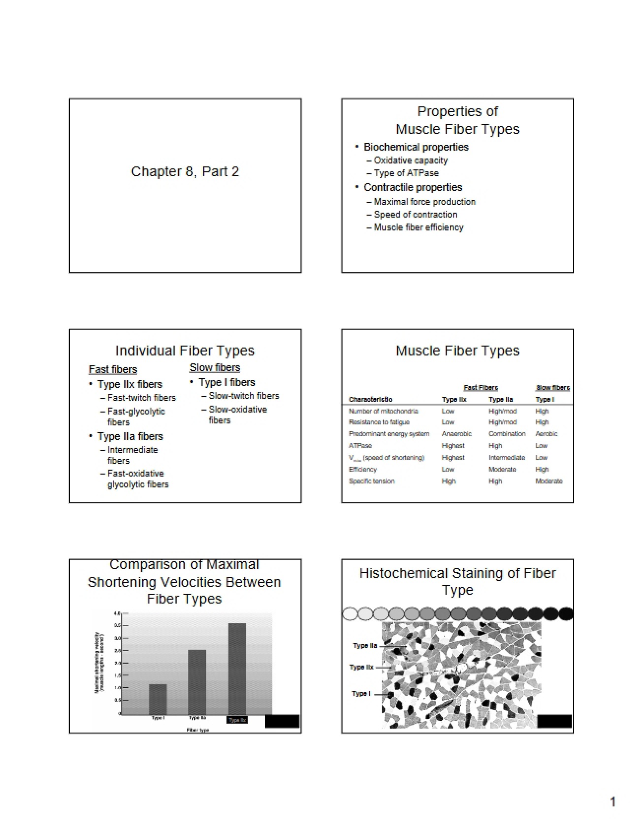 Classifications of Muscle Fibers