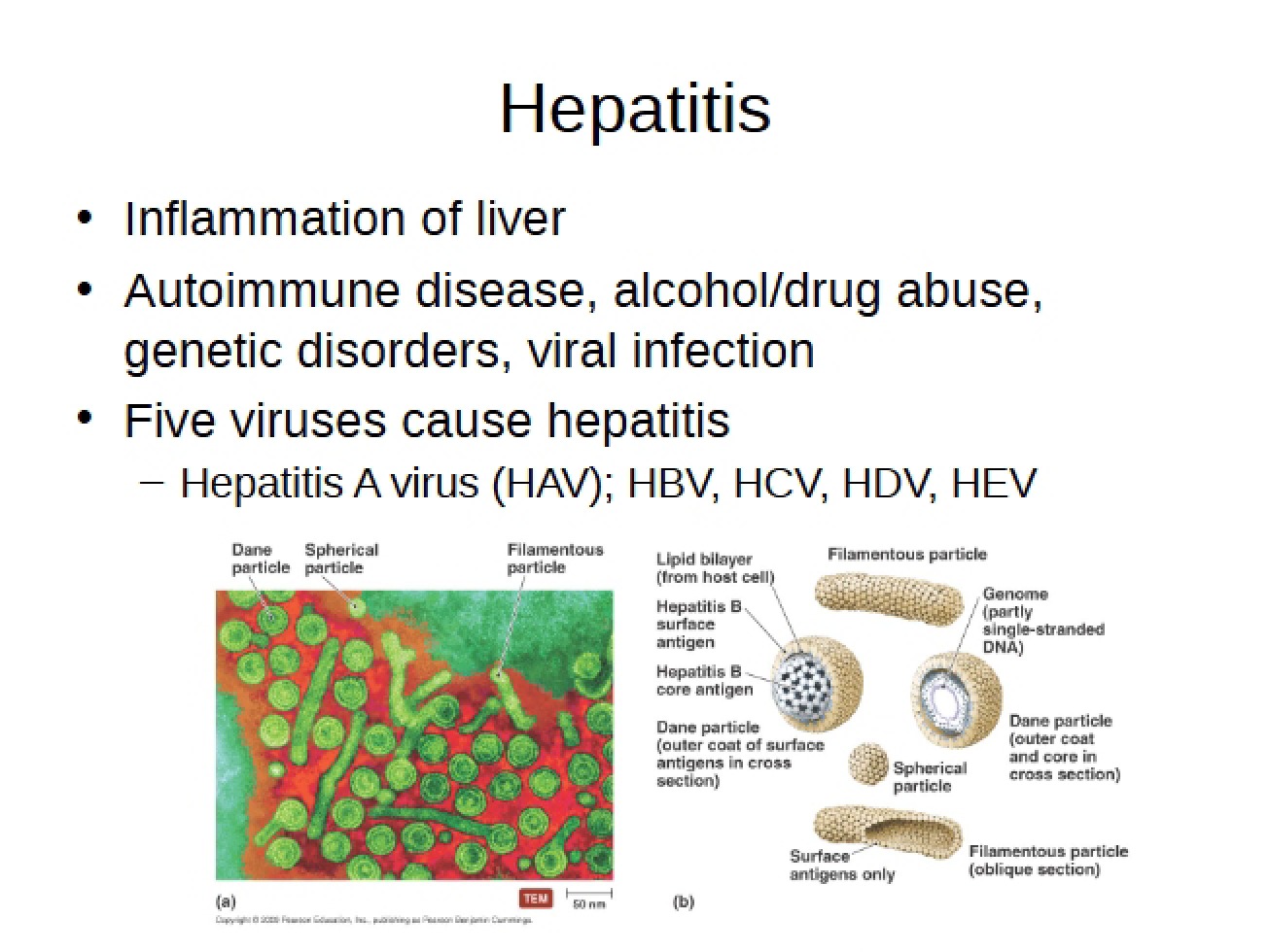 Different Types of Hepatitis