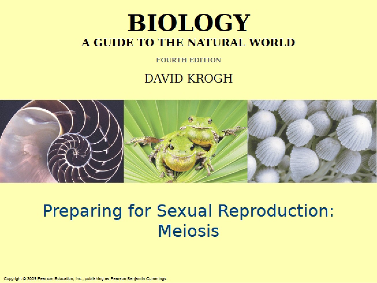 Meiosis Process