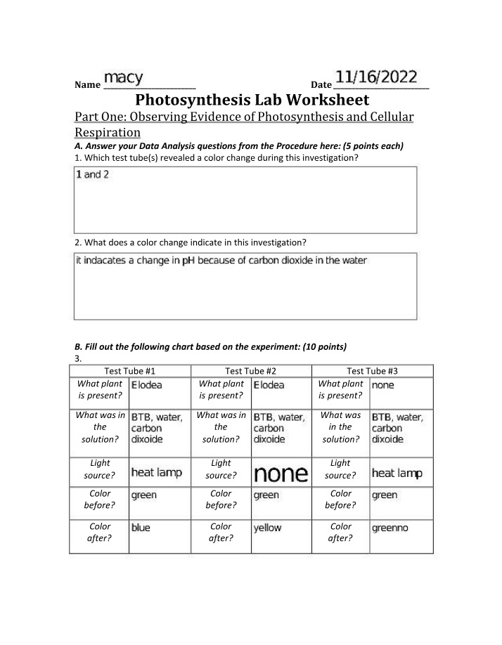 Photosynthesis Lab Worksheet B