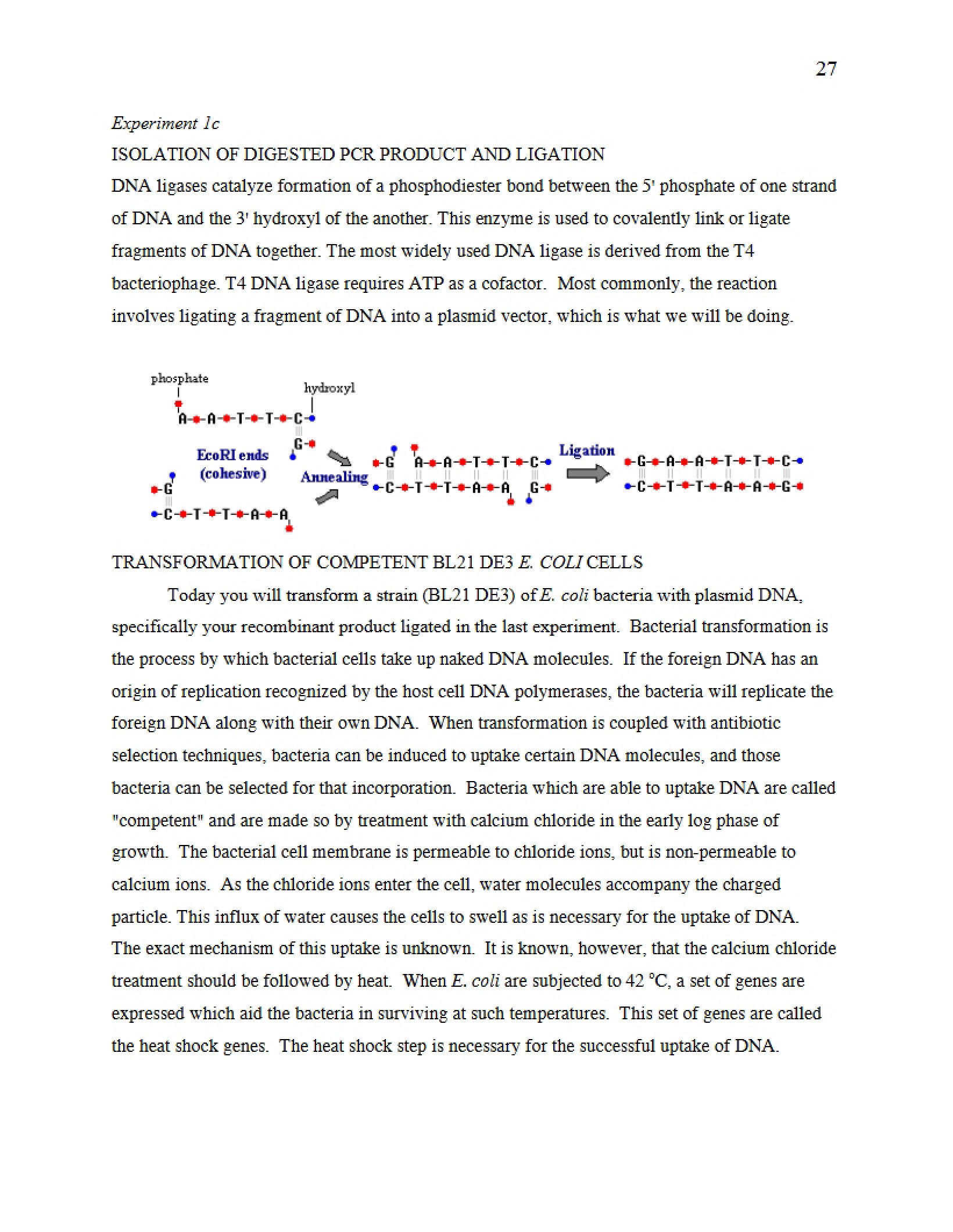 Lab Experiment