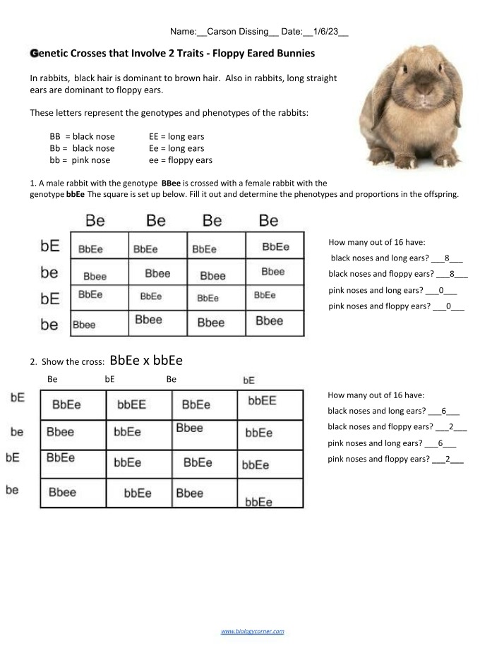 Genetic Crosses for Long or Floppy Eared Black Nosed Bunnies