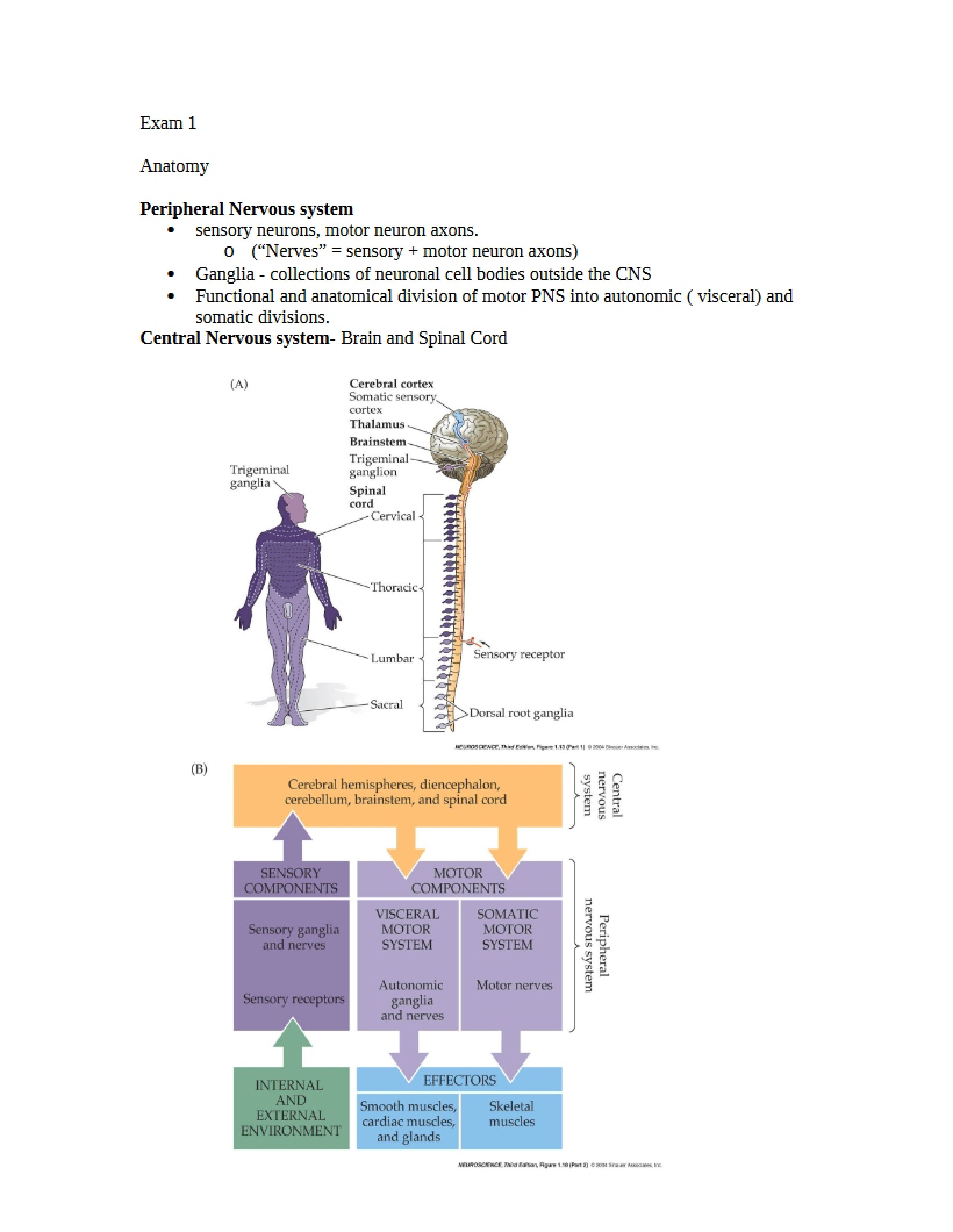 Initial Neuroscience Assessment