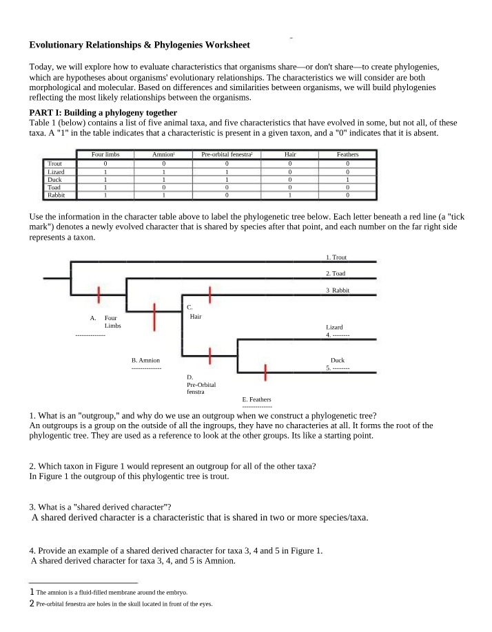 Worksheet on Evolutionary Relationships and Phylogenies
