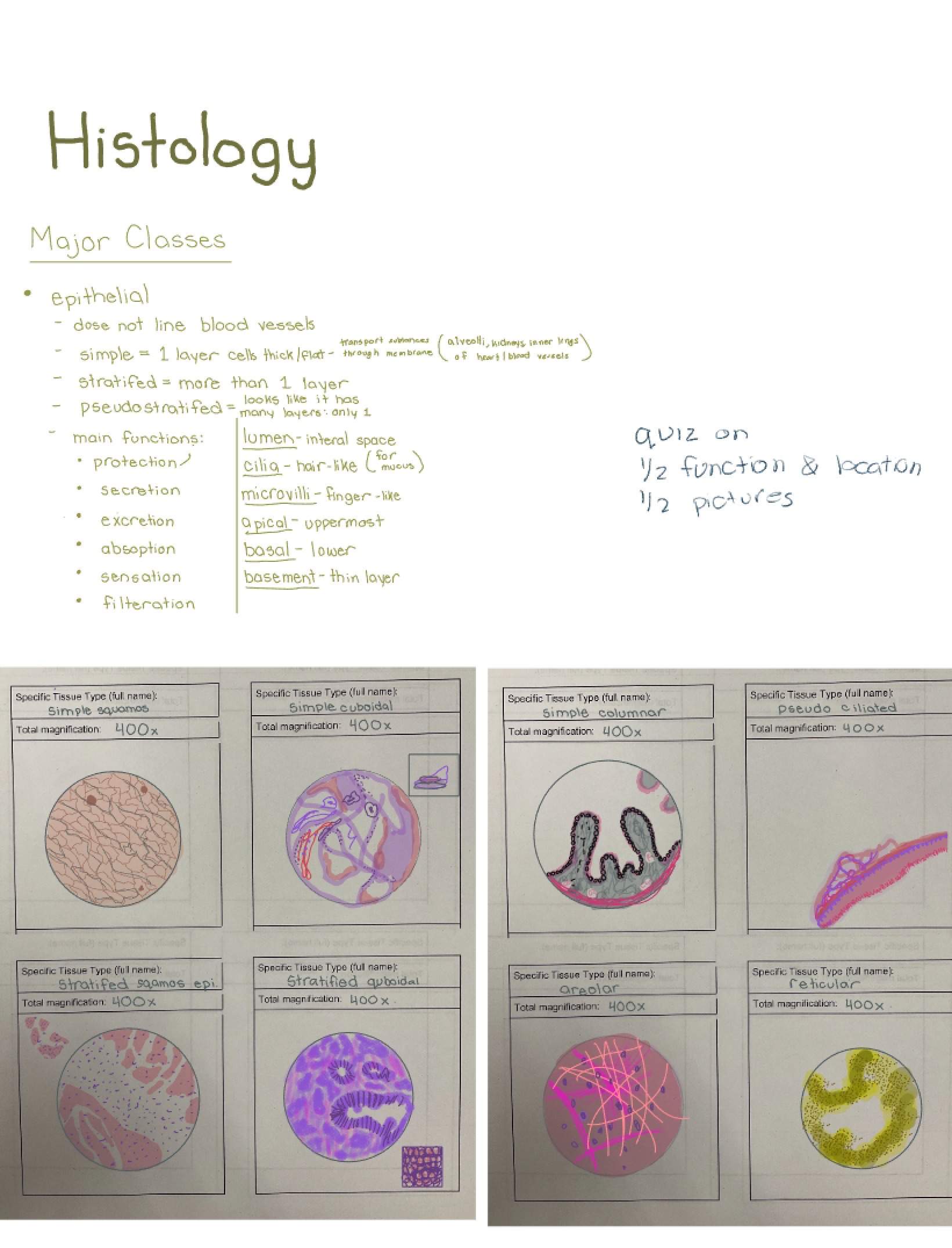 Histology Study Material