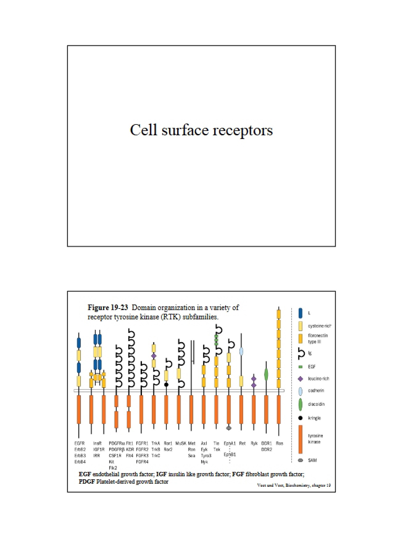Understanding Cell Surface Receptors