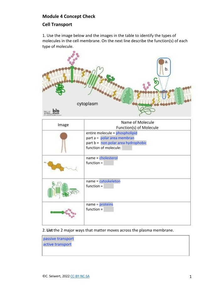 Cell Transport Types and Molecular Functions