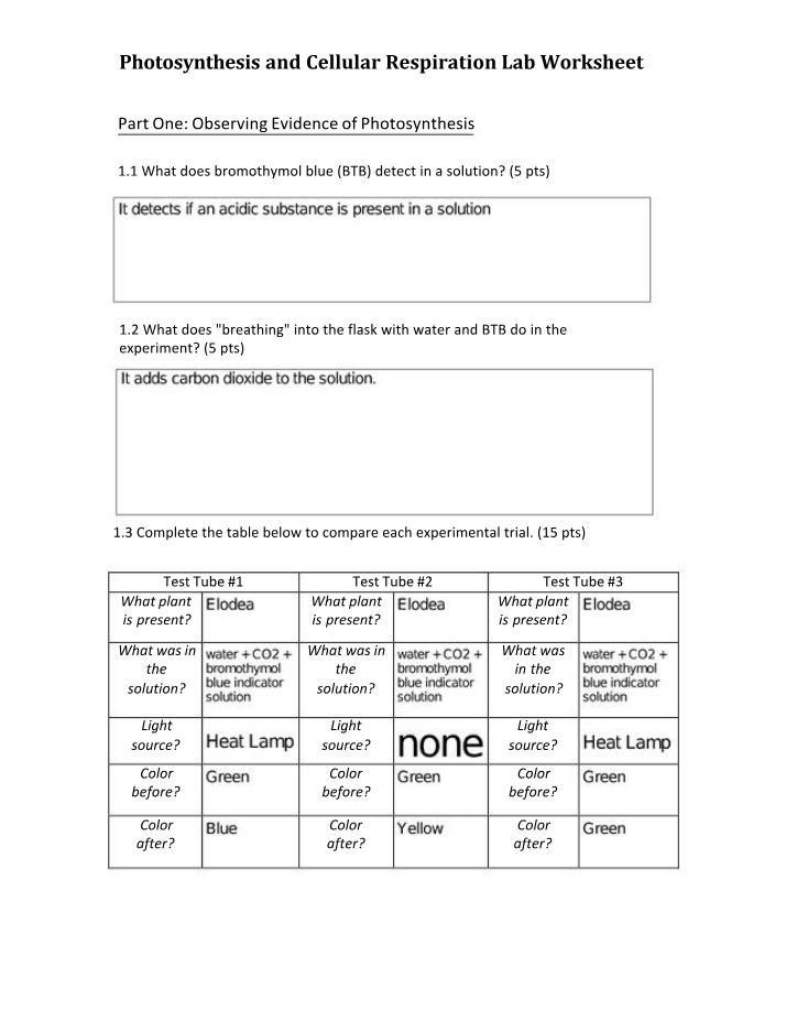 Lab Worksheet on Photosynthesis and Cellular Respiration