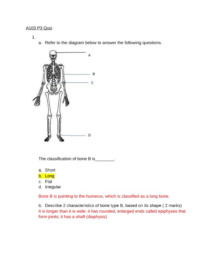 Bone Classification and Characteristics