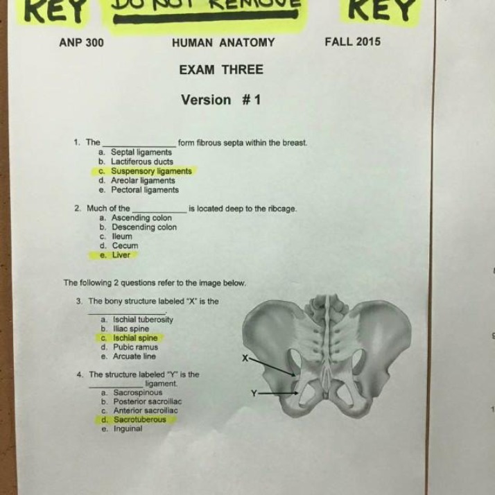 ANP 300 - Human Anatomy Exam 3
