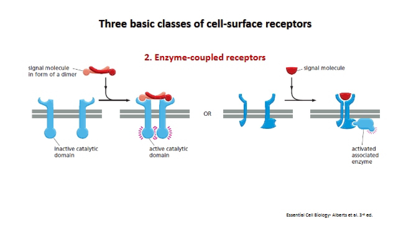 Cell-Surface Receptors Three Fundamental Classes