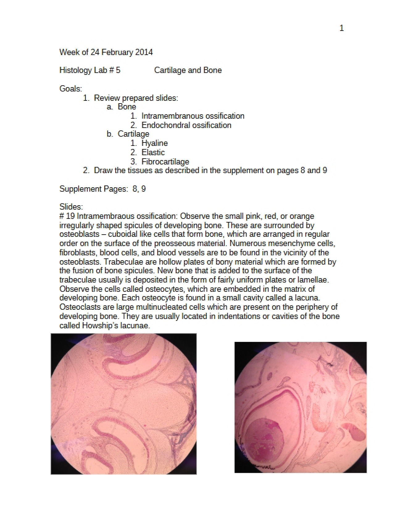Introduction to Cartilage and Bone