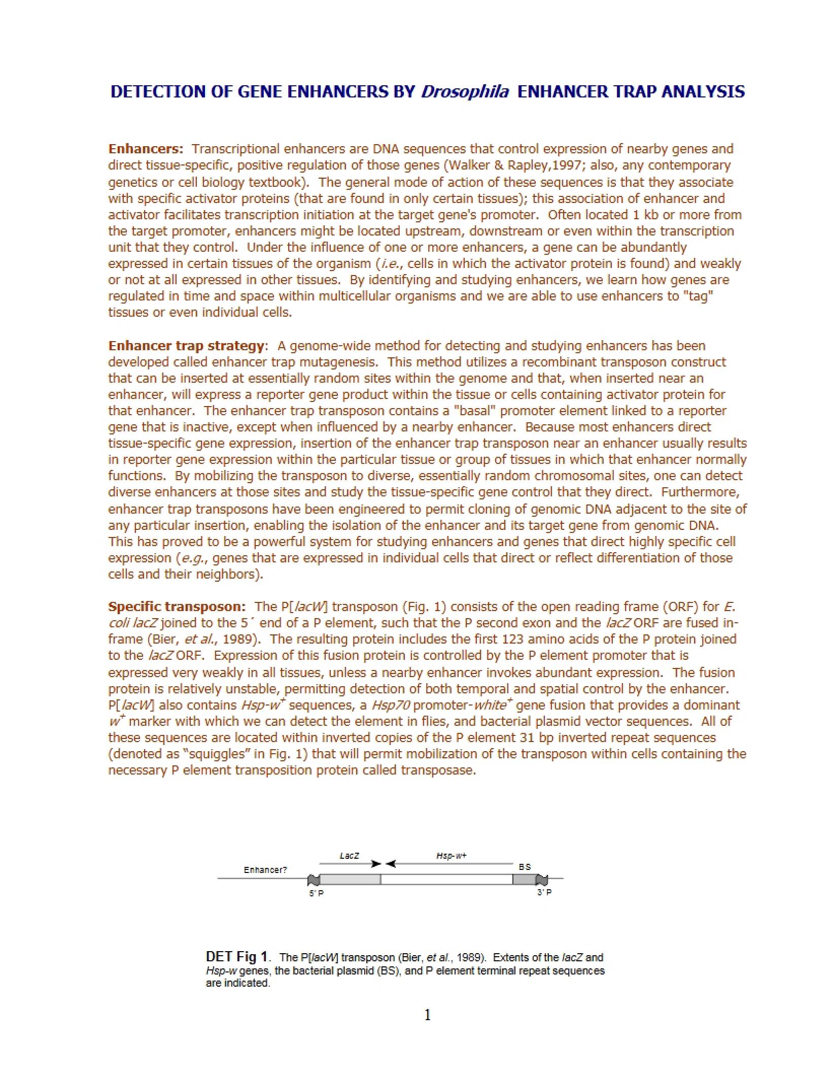 Gene Enhancer Detection