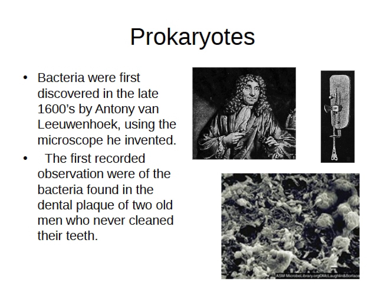 Prokaryotic Organisms