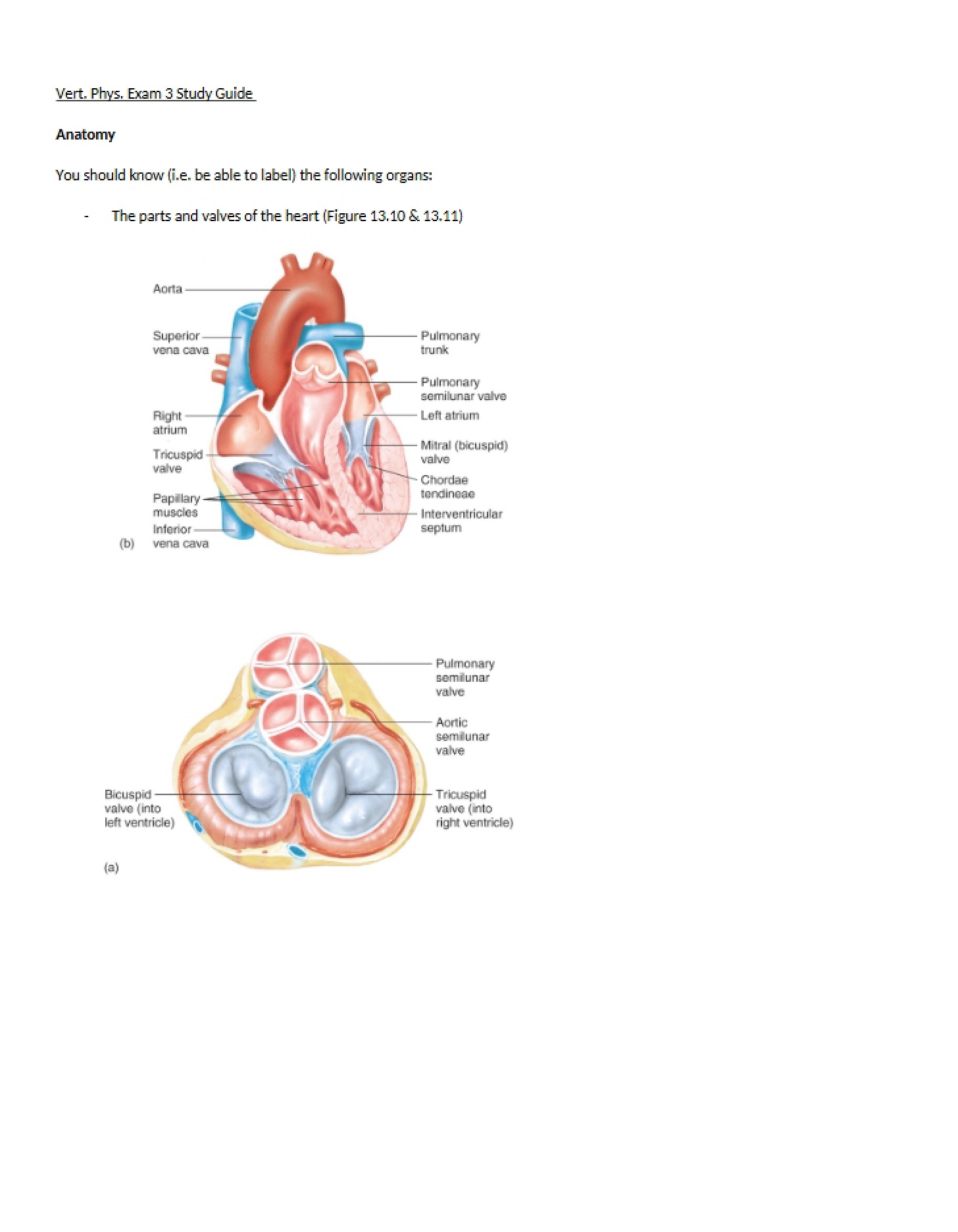 Anatomy Exam Three