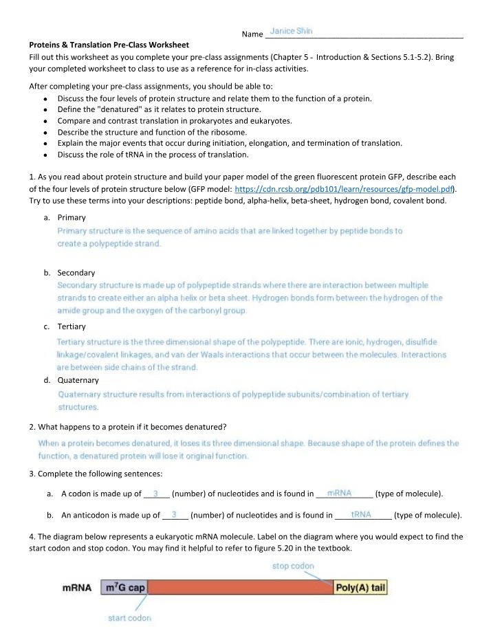 Proteins and Translation Pre-Class Worksheet Review B