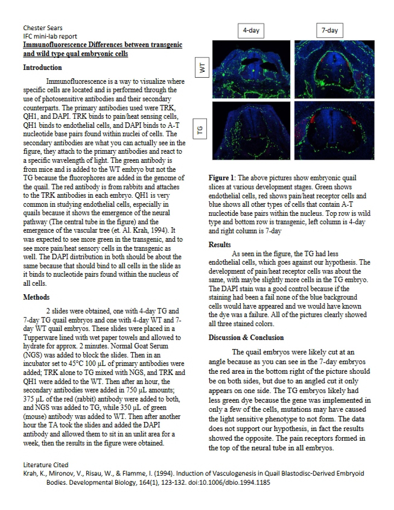 Transgenic vs Wild Type Embryonic Cells Immunofluorescence