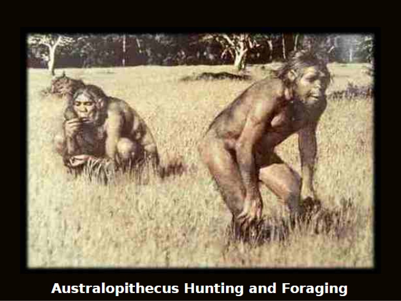 Hunting and Foraging of Australopithecus