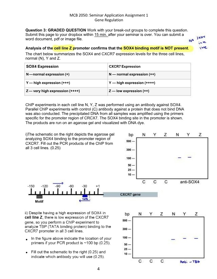 SOX4 Binding Motif Analysis in Cell Line Z