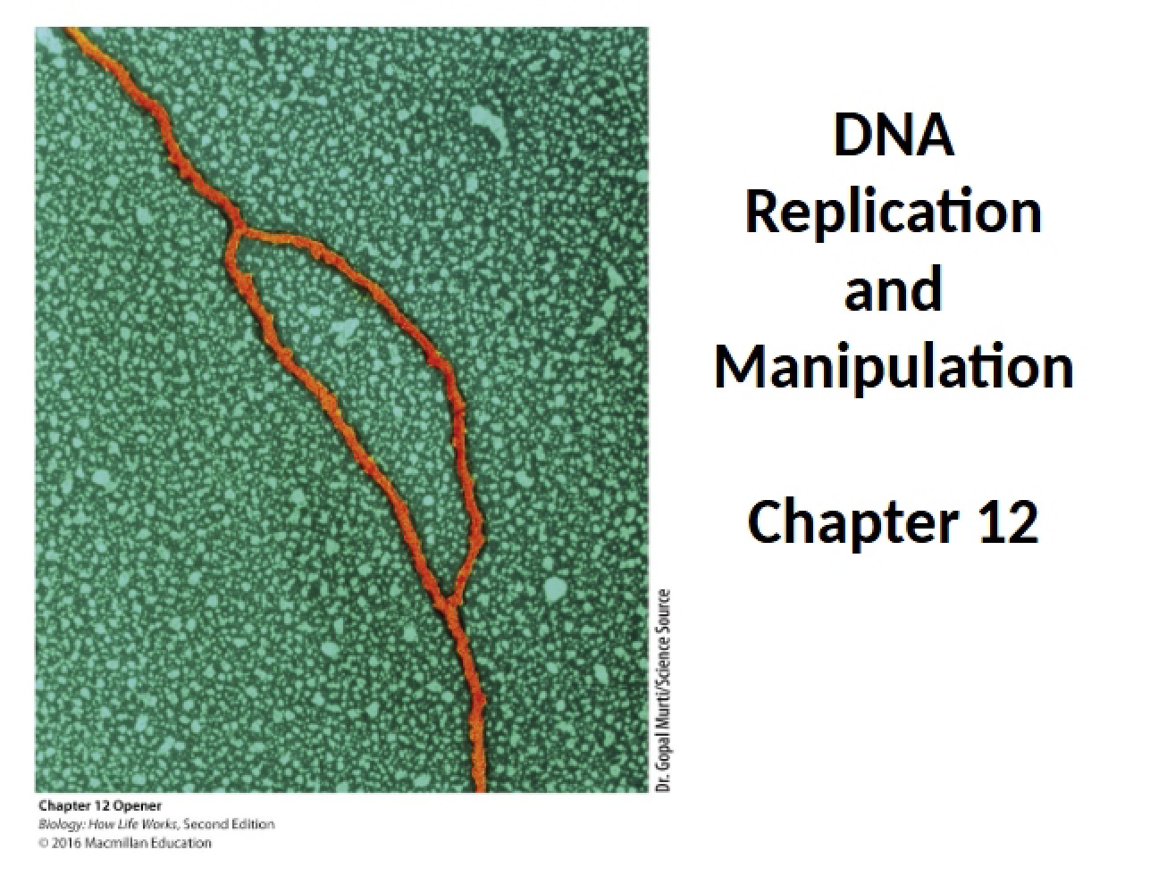 Chapter Twelve DNA Replication and Manipulation