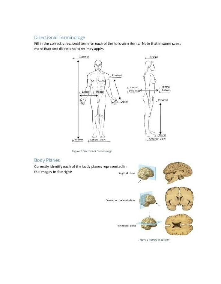 Body Planes and Directional Terminology