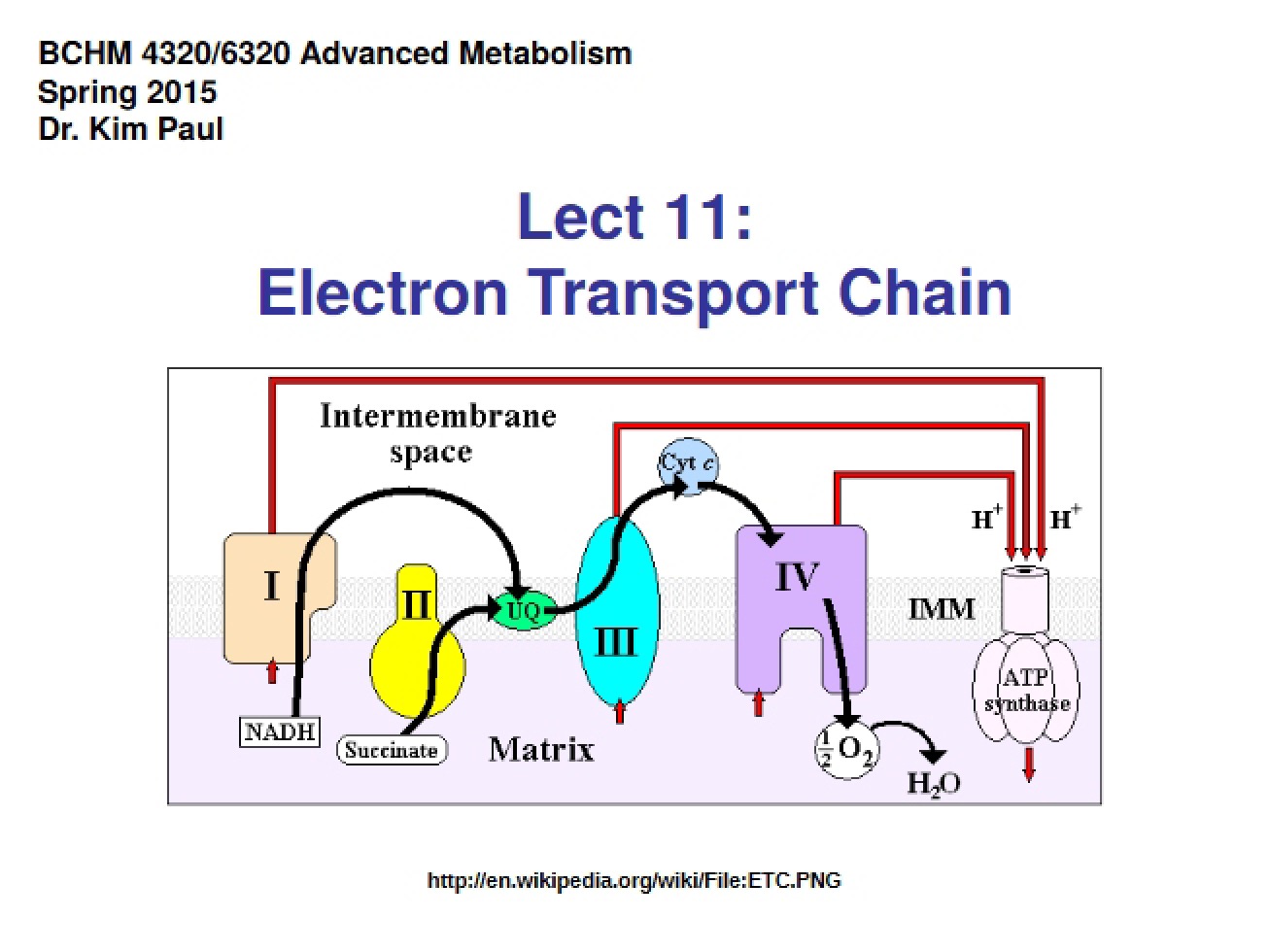 Chain of Electron Transport (11)