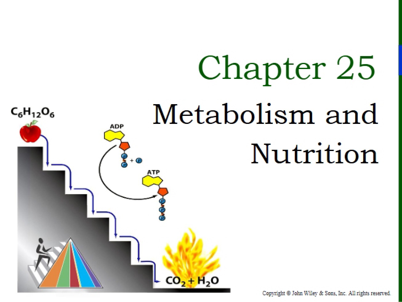 Anatomy and Physiology Revised Chapter Twenty-Five