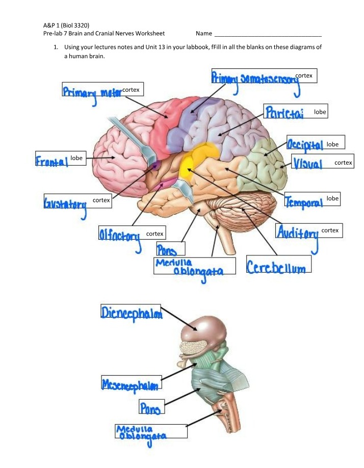 Worksheet for Brain and Cranial Nerves