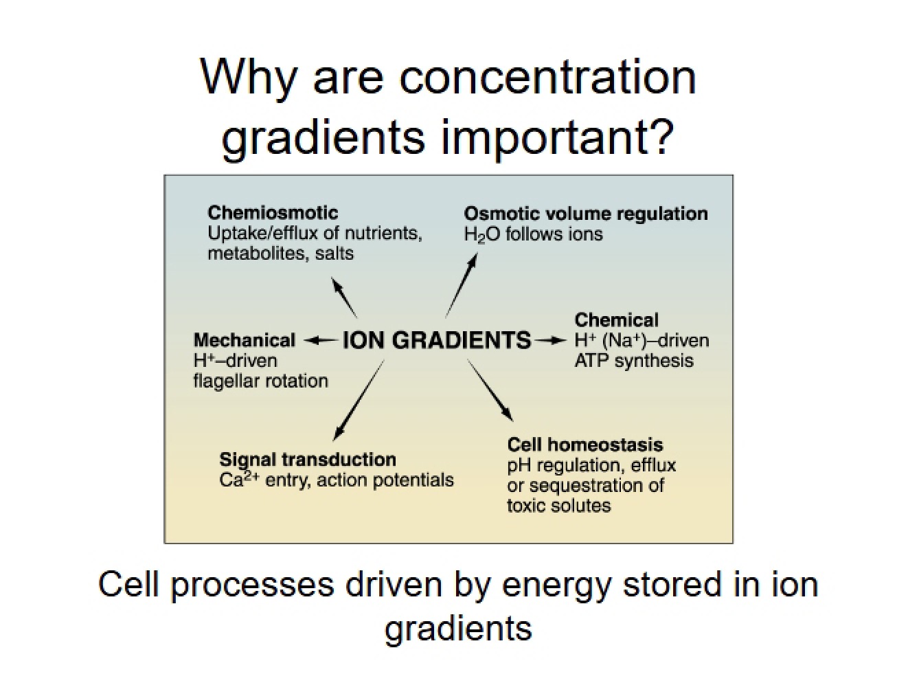 Lecture 07 Gradients and Ion Transport