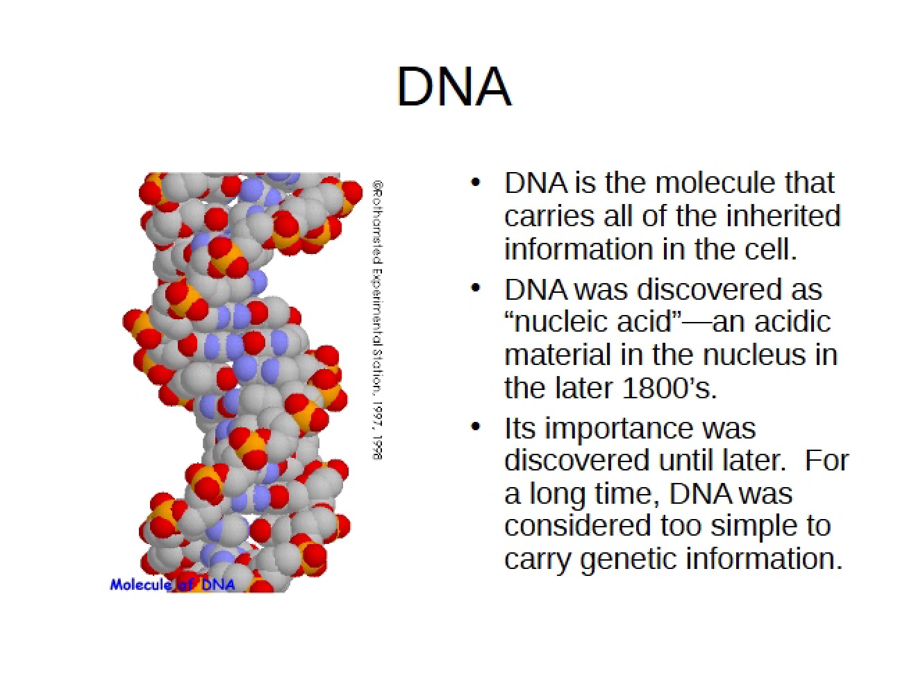 Deoxyribonucleic Acid (DNA)