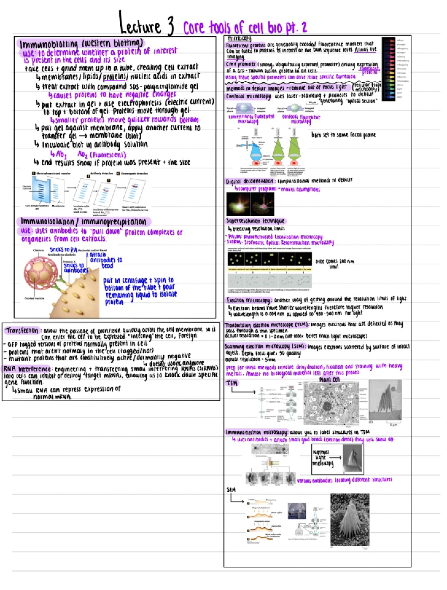 Lecture Three
